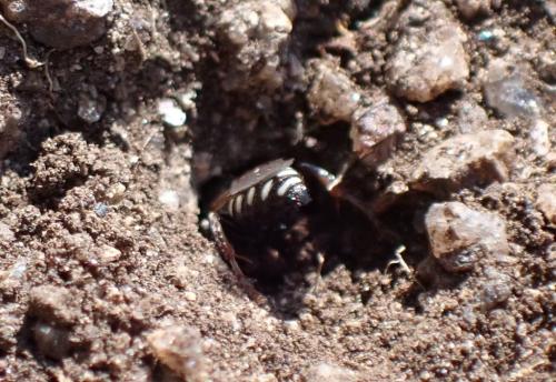 Oxybelus uniglumis